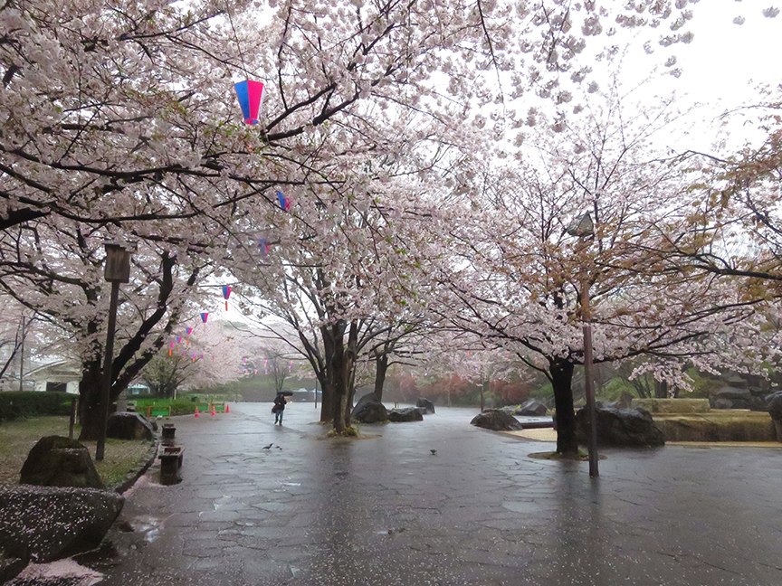 Tokyo cherry blossoms at Asukayama park