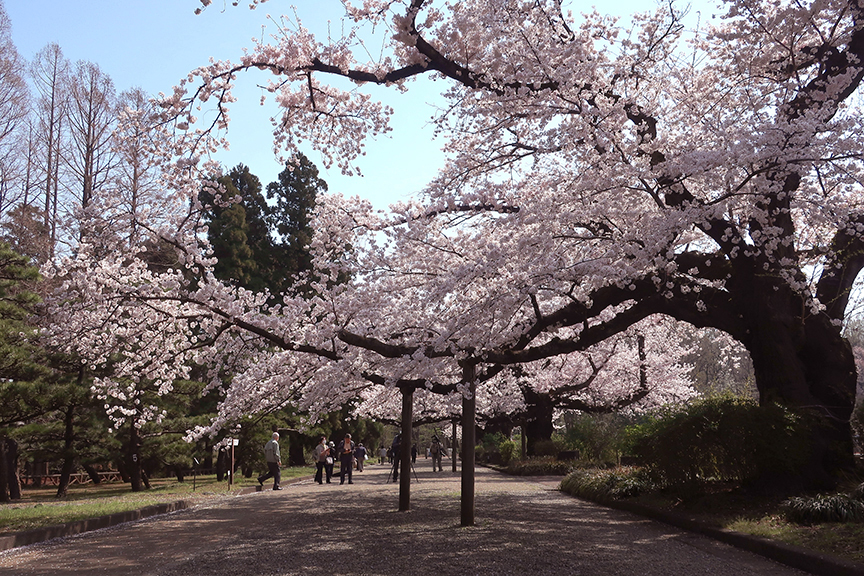 Cherry blossoms at Jindai Botanical Garden