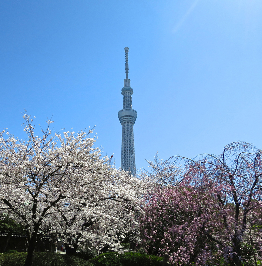 Tokyo cherry blossoms at Asakusa