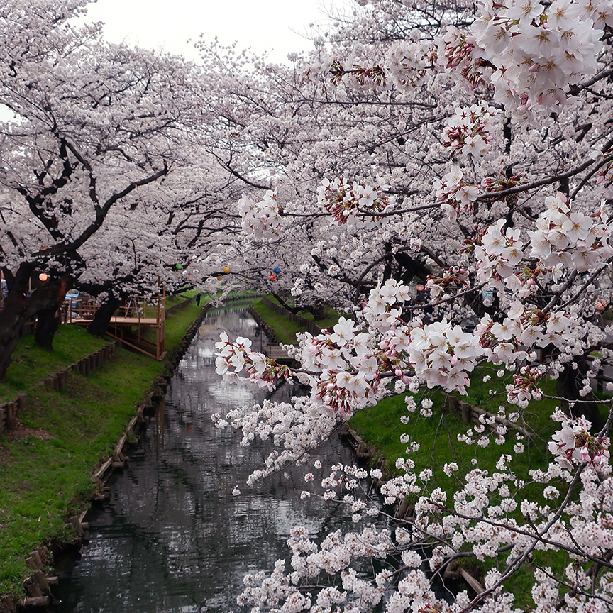 Cherry blossoms at Shingashi River in Kawagoe