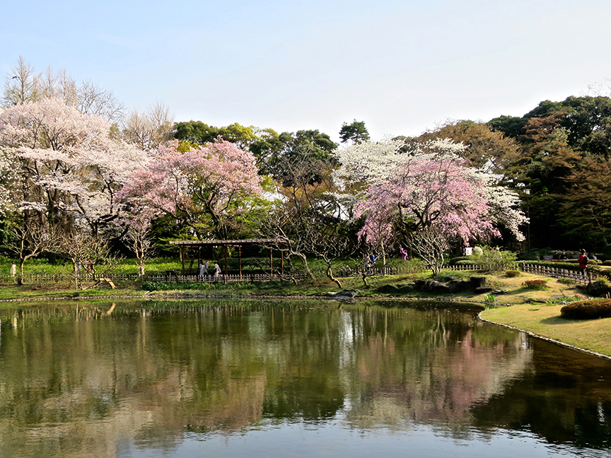 Cherry blossoms at Imperial Palace garden in Tokyo