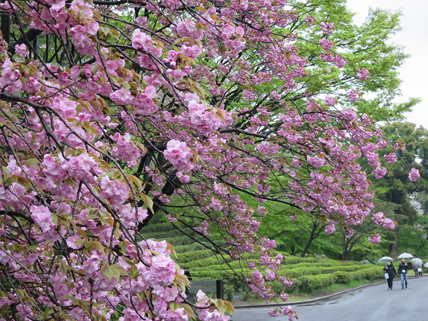 Cherry blossoms at Imperial Palace garden in Tokyo