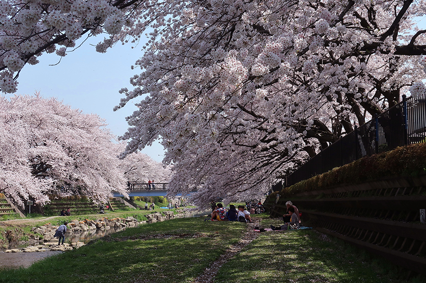 Cherry blossoms at Jindai Botanical Garden