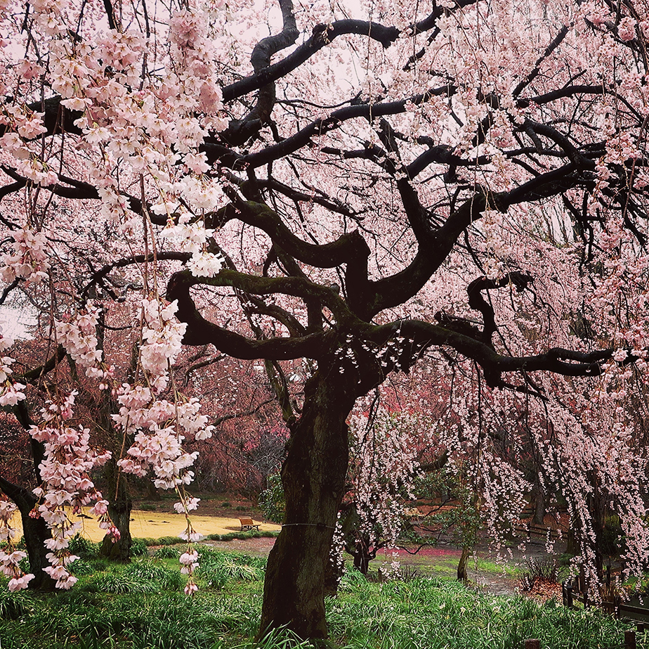 Tokyo cherry blossoms at Shinjuku Gyoen