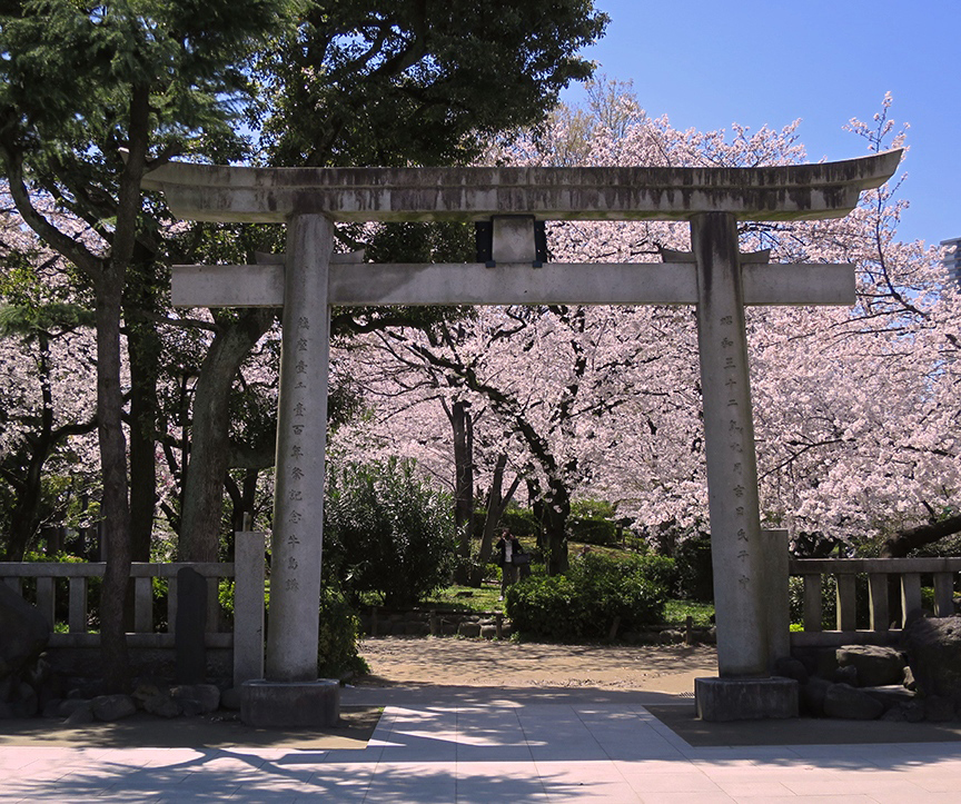 Tokyo cherry blossoms at Asakusa