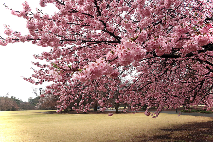 Tokyo cherry blossoms at Shinjuku Gyoen