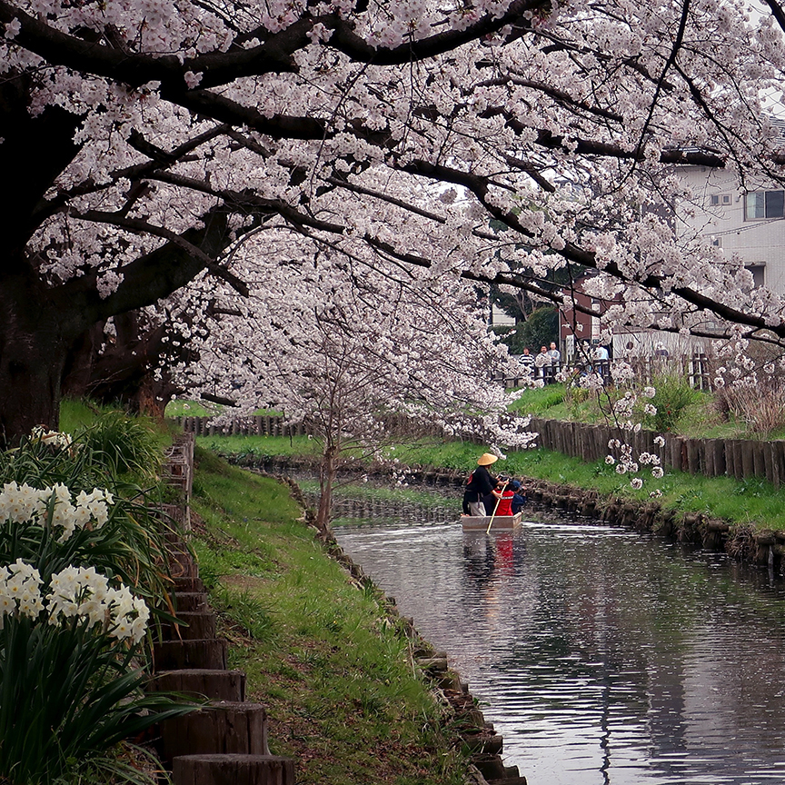 Cherry blossoms at Shingashi River in Kawagoe