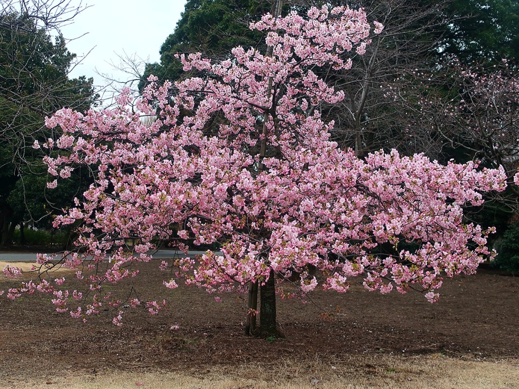 Cherry blossoms at Shinjuku Gyouen