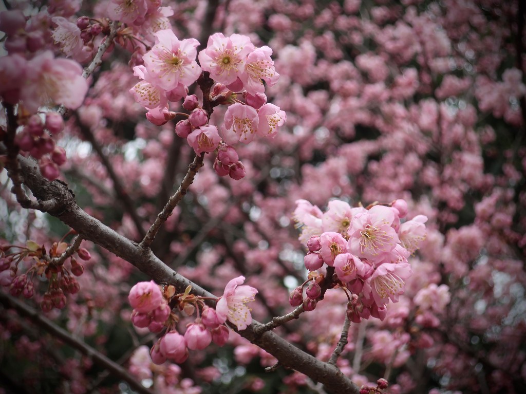 Cherry blossoms at Shinjuku Gyouen