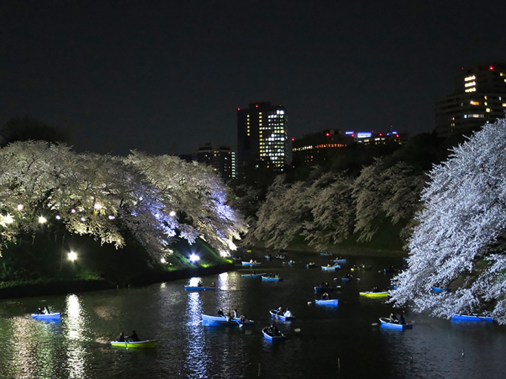 Cherry blossoms at Chidorigafuchi moat