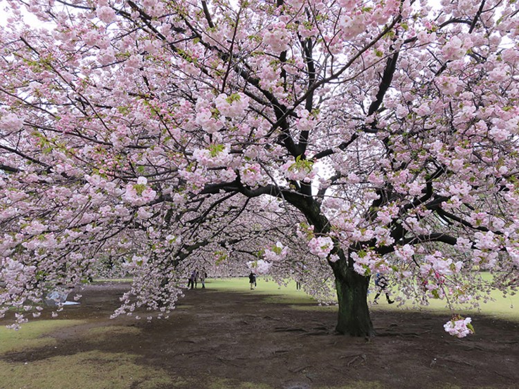 Cherry blossoms at Shinjuku Gyouen