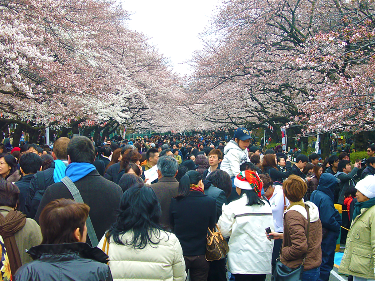 Hacking cherry blossom season – Japanagram