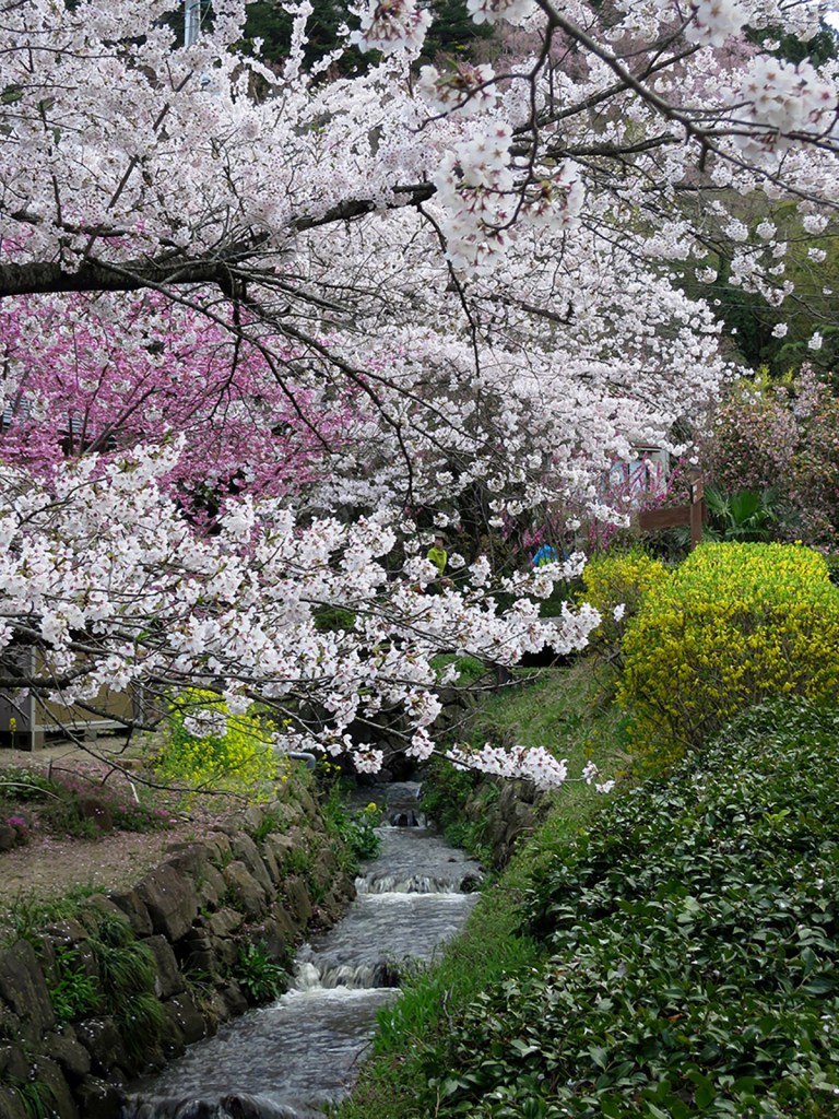 Hanamiyama Park in bloom during cherry blossom season