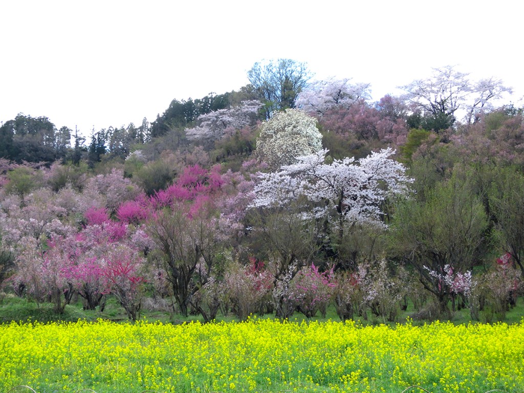 Hanamiyama Park in bloom during cherry blossom season