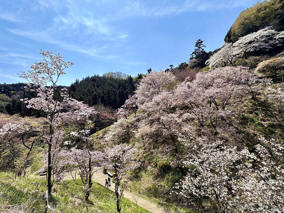 Let's hike through the heirloom cherry tree preserve! – Japanagram