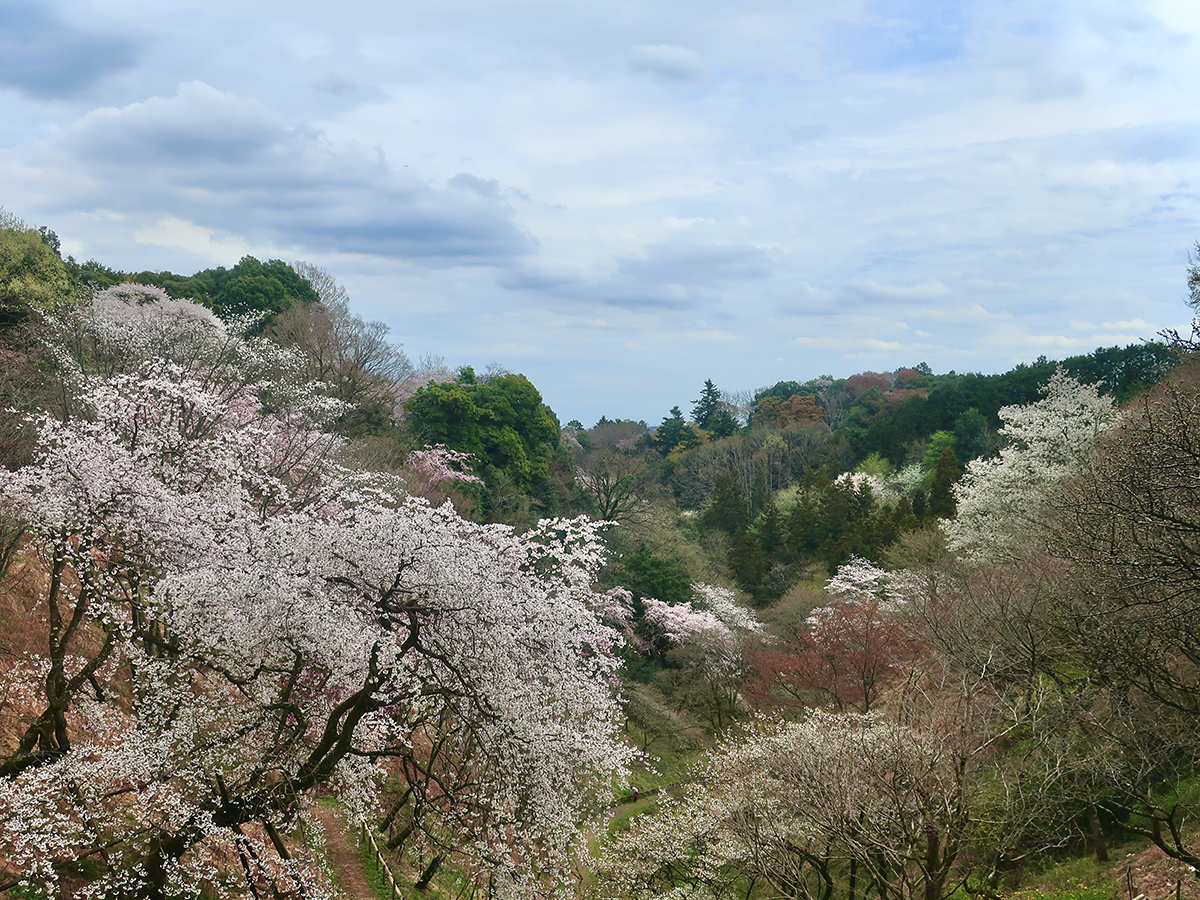 Let's hike through the heirloom cherry tree preserve! – Japanagram