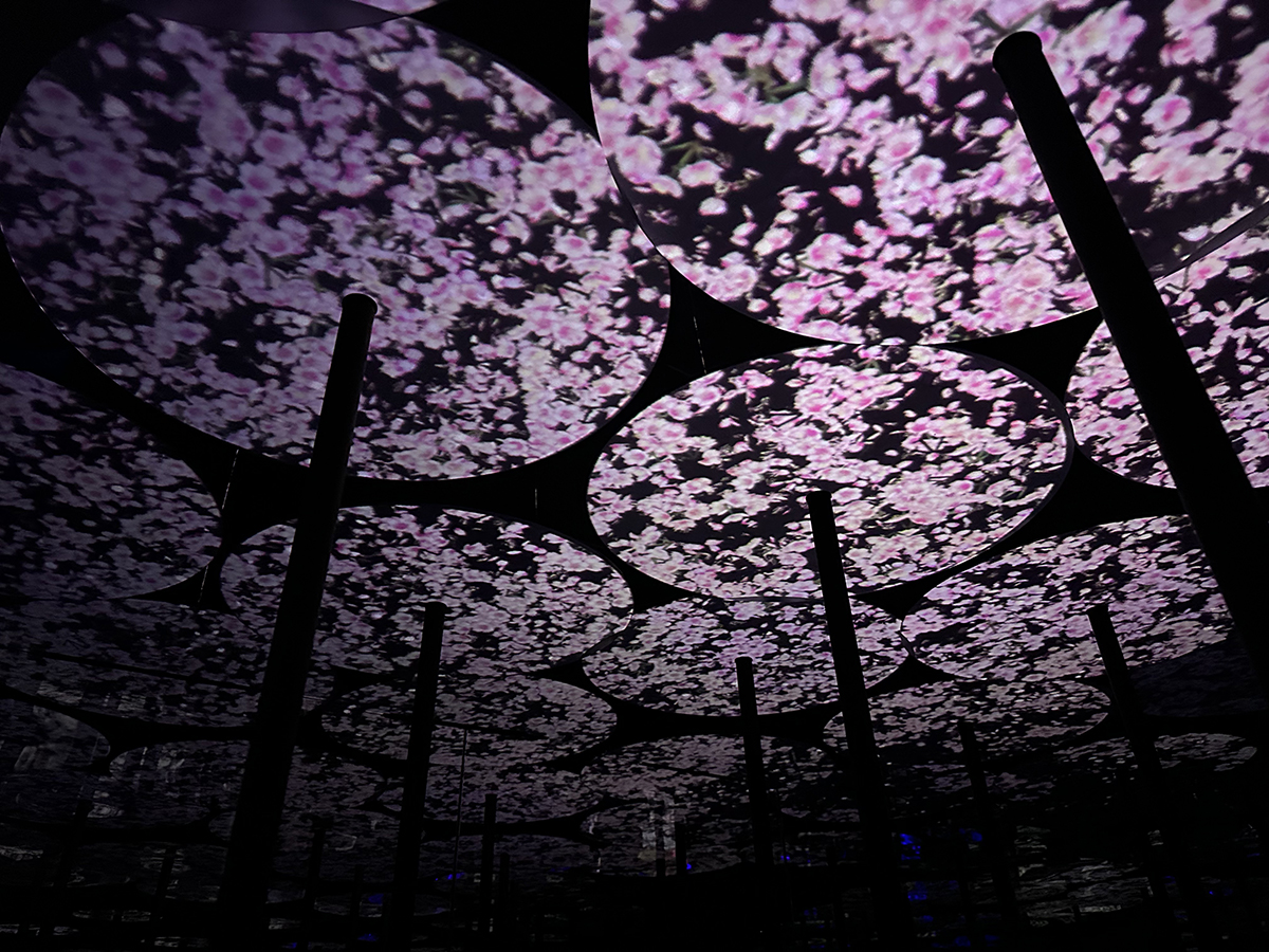 Better cherry blossoms through&nbsp;science!