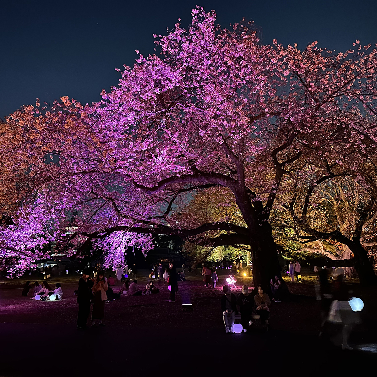 Better cherry blossoms through science!